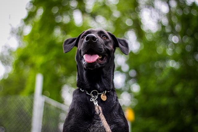 surdité chez le chien